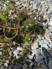 Myriophyllum triphyllum