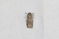Ectomyelois ceratoniae