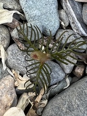 Myriophyllum triphyllum
