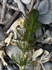 Myriophyllum triphyllum