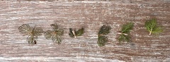 Myriophyllum triphyllum