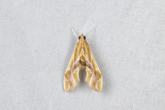 Agathodes ostentalis