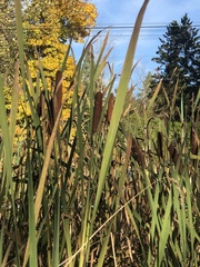 Typha latifolia