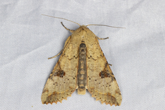 Tiracola aureata