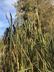 Typha latifolia