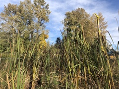 Typha latifolia