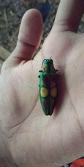 Chrysochroa ocellata