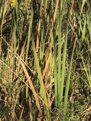 Typha latifolia