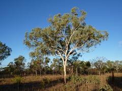 Corymbia collina