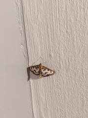 Anania hortulata