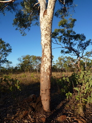 Corymbia collina