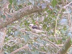 Lybius leucocephalus
