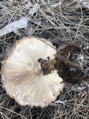 Chlorophyllum brunneum