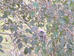 Lybius leucocephalus
