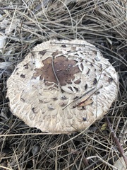 Chlorophyllum brunneum