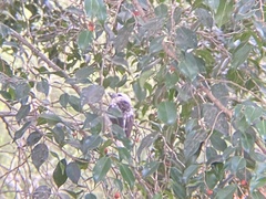Lybius leucocephalus