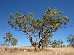 Eucalyptus phoenicea