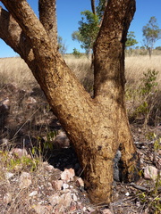 Eucalyptus phoenicea