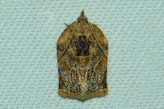 Adoxophyes privatana