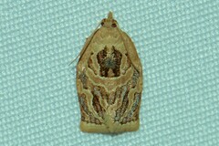 Adoxophyes privatana