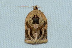 Adoxophyes privatana