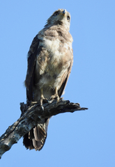 Circaetus cinerascens