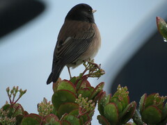 Junco hyemalis