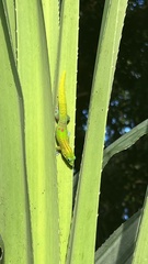Phelsuma laticauda laticauda