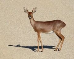 Raphicerus campestris campestris