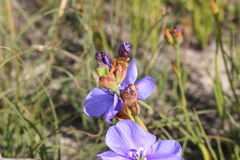 Aristea racemosa