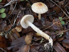 Lepiota spheniscispora