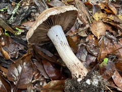 Cortinarius regalis