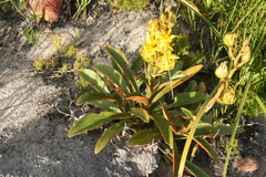 Berkheya herbacea
