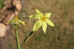 Bobartia filiformis