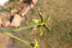 Bobartia filiformis