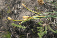 Bobartia filiformis