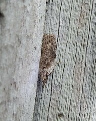 Phaeosaces compsotypa
