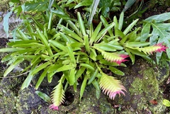 Vriesea erythrodactylon