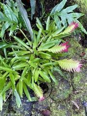 Vriesea erythrodactylon