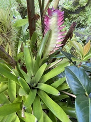 Vriesea erythrodactylon