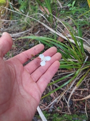 Libertia