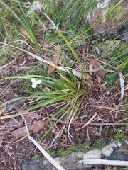 Libertia