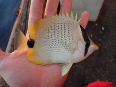 Chaetodon miliaris