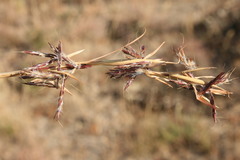 Cymbopogon marginatus