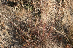 Cymbopogon marginatus