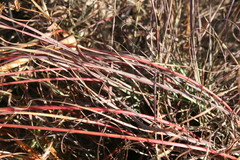 Cymbopogon marginatus
