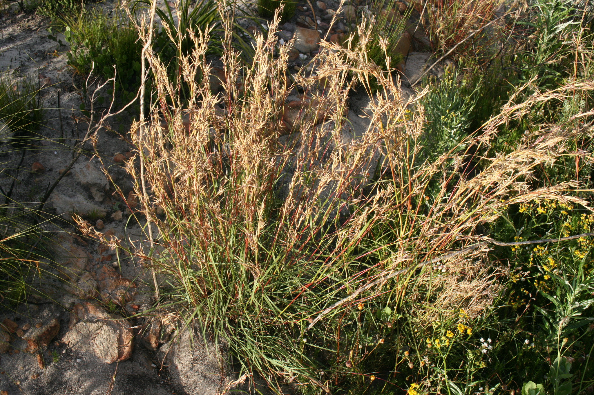 Cymbopogon