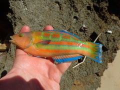 Thalassoma trilobatum