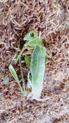 Tettigonioidea