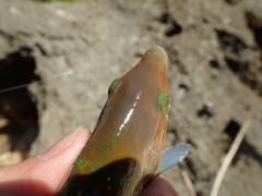 Thalassoma trilobatum